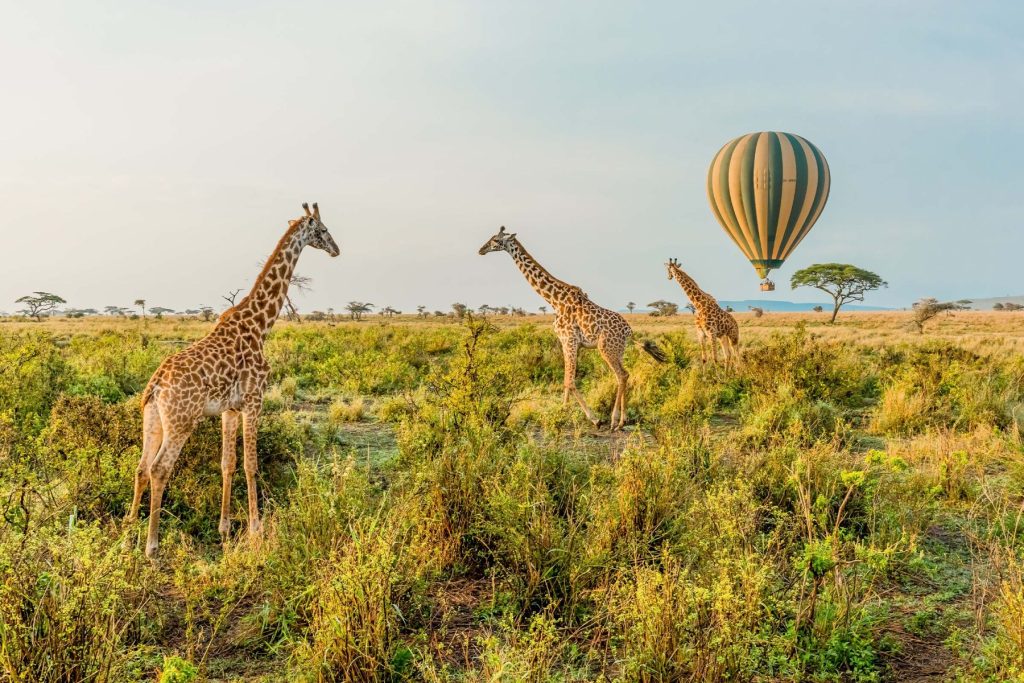 Giraffes-stand-in-front-of-a-passing-hot-air-balloon-in-Serengeti-National-Park-Tanzania.jpg