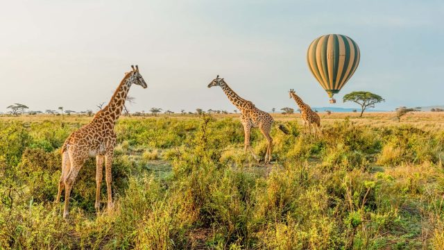 Giraffes-stand-in-front-of-a-passing-hot-air-balloon-in-Serengeti-National-Park-Tanzania.jpg